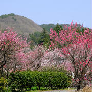 昼神温泉の花桃