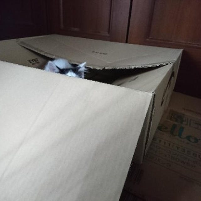 【小梅・さくら・桃之介通信】隠れているつもり...
