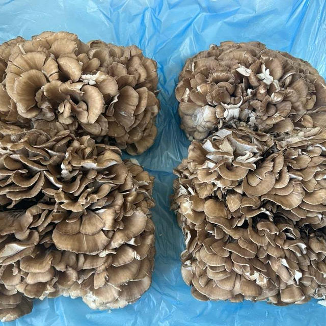 【舞茸レシピまとめ】いちまさの舞茸　楽天お買い物マラソンで1.5kg 3000円が2100円