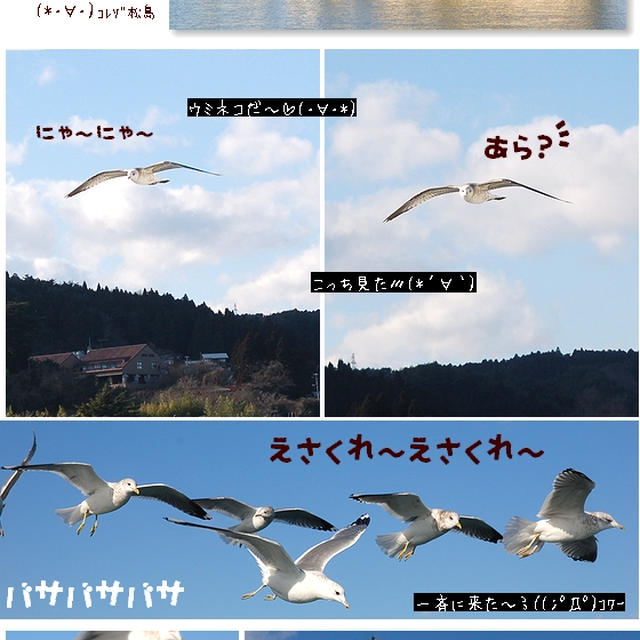 ■ウミネコ物語■松島の旅・前編(・∀・)