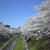 2012の桜は山崎川