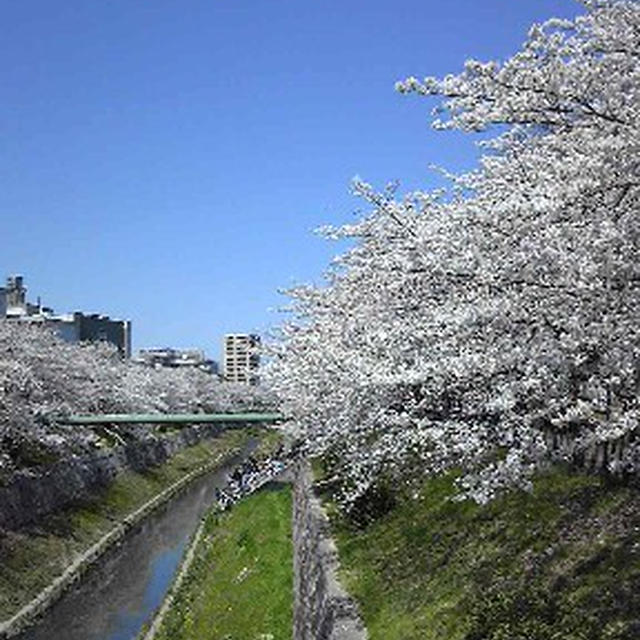 2012の桜は山崎川