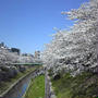 2012の桜は山崎川