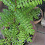 Small garden