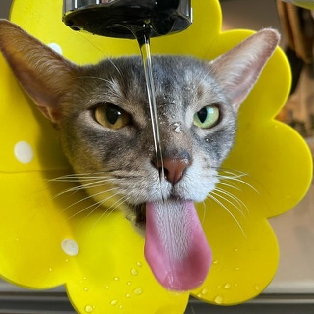 スーパーねこの日に、余裕の水飲みを見せつけるトラさん(๑¯◡¯๑)