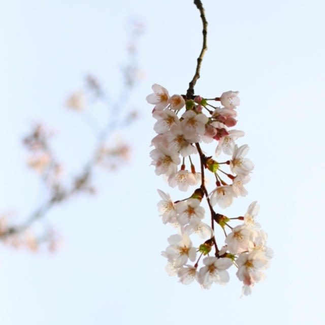 Sakura 4