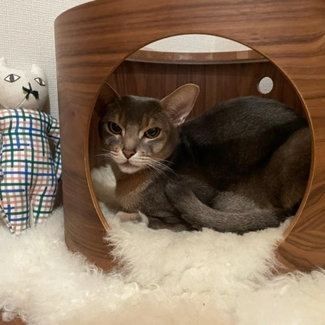 との、下痢と嘔吐で心配しましたが、良くなりました。