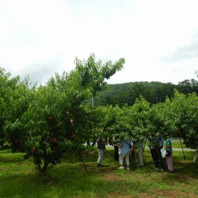 紅白サラダと桃狩り