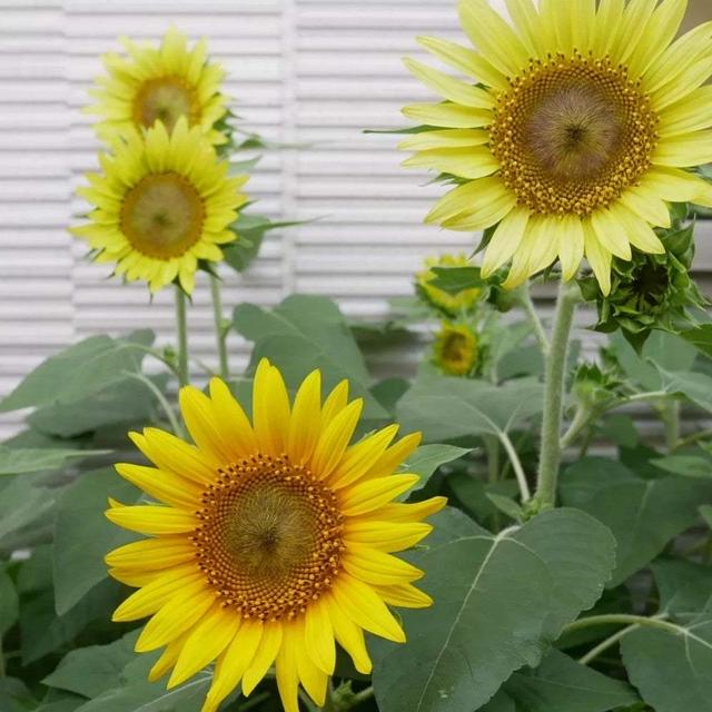 ミニひまわり夏物語