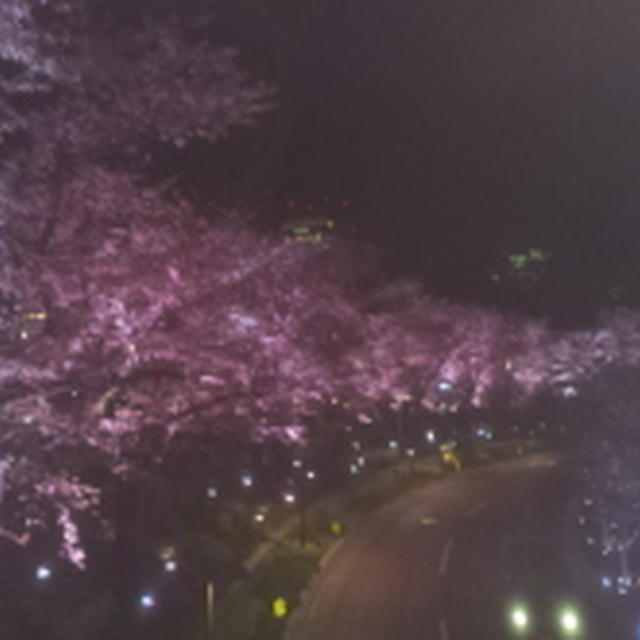 夜桜　in　六本木