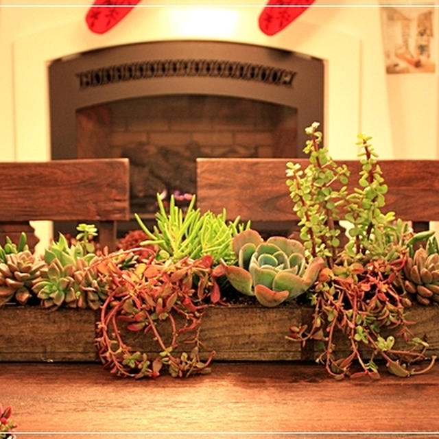 多肉植物の寄せ植え