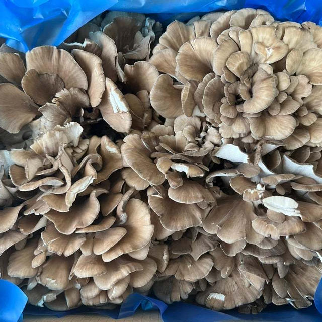 舞茸1.5kg　一正蒲鉾　採れたて出荷で旨味がすごく栄養価が高い　舞茸そぼろ他色々楽しんでます