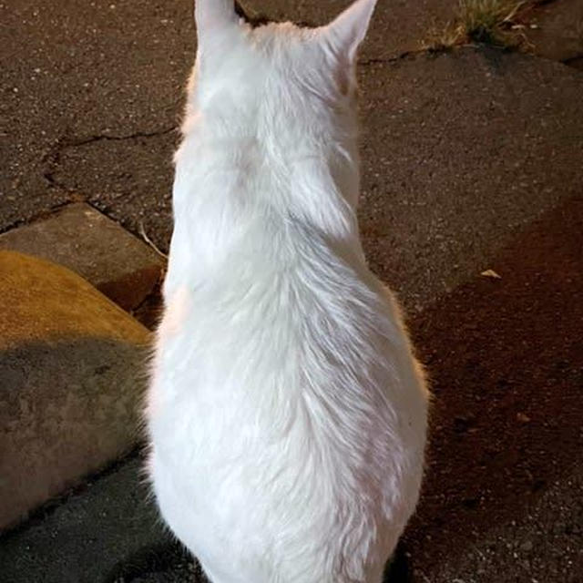 猫を呼び寄せる女〜焼きまんじゅうのタレを美味しくリメイク〜