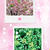 【春の庭】見納めの八重桜と大葉の発芽