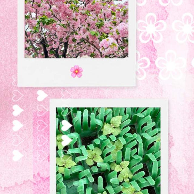 【春の庭】見納めの八重桜と大葉の発芽