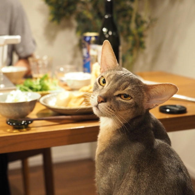 今年初おでんの夜ごはん