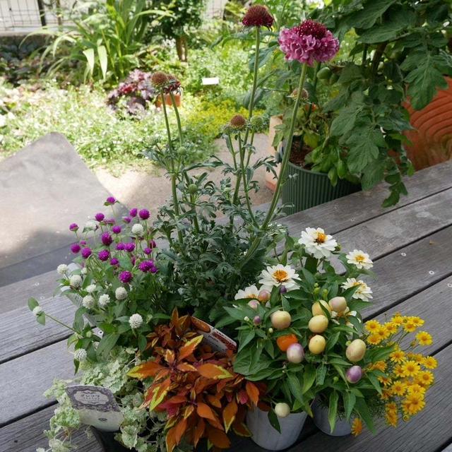 今日買ったお花、最近撮った写真#ameba写真部