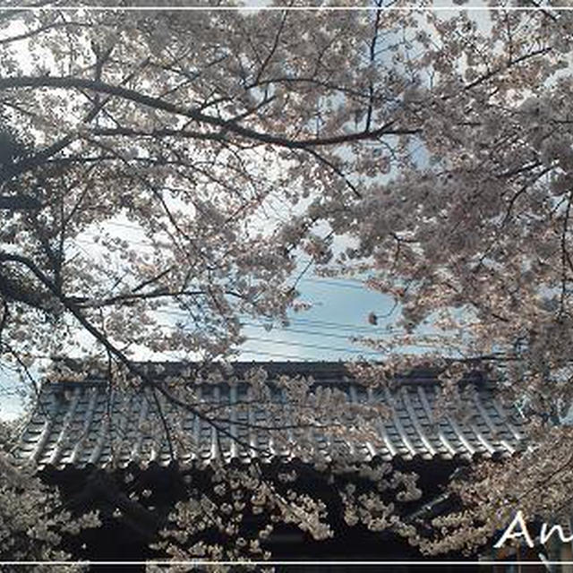 ☆花より団子?!伊豆の桜とビール☆