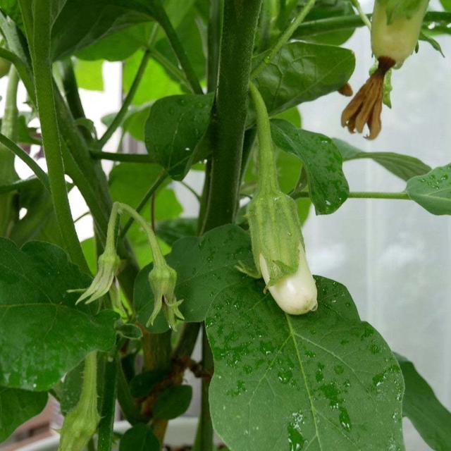 ホワとろナス結実し始めました#最近撮った写真は