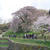 又兵衛桜#お花見の風景