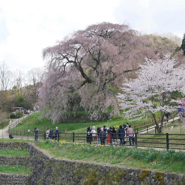 又兵衛桜#お花見の風景