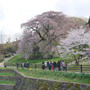 又兵衛桜#お花見の風景