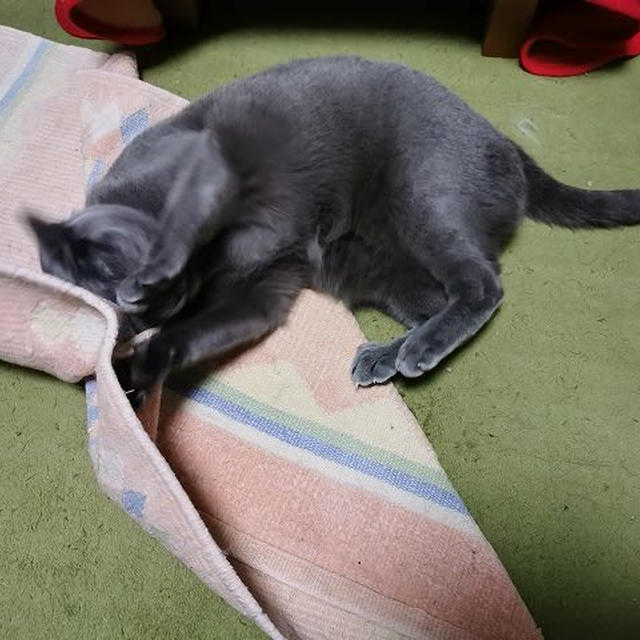 さくらの儀式