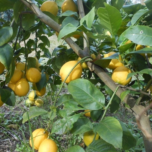 どこまでレモンの収穫が出来るか、、、、、、、