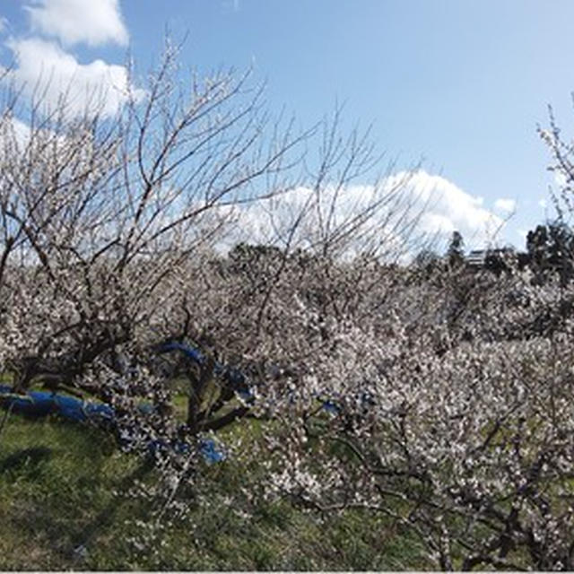 2021年2月14日　みなべ・田辺の梅の開花状況 ④ 上秋津あたりはほぼ満開でした。