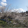 2021年2月14日　みなべ・田辺の梅の開花状況 ④ 上秋津あたりはほぼ満開でした。
