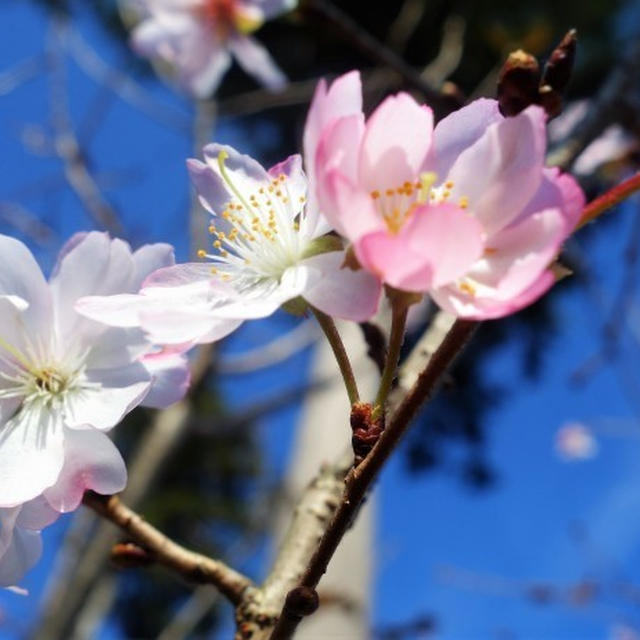 ■続・ウォーキング【出会ったお花やゴマダラヒョウモンチョウなど。】