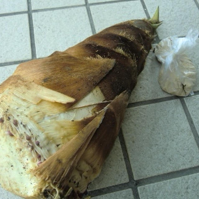 朝掘り筍