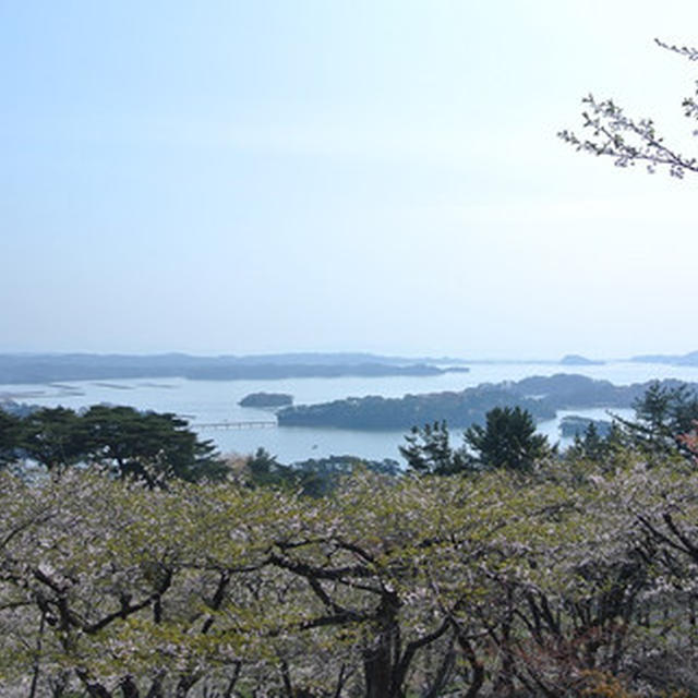 三陸の旅　松島の桜とフカヒレラーメン