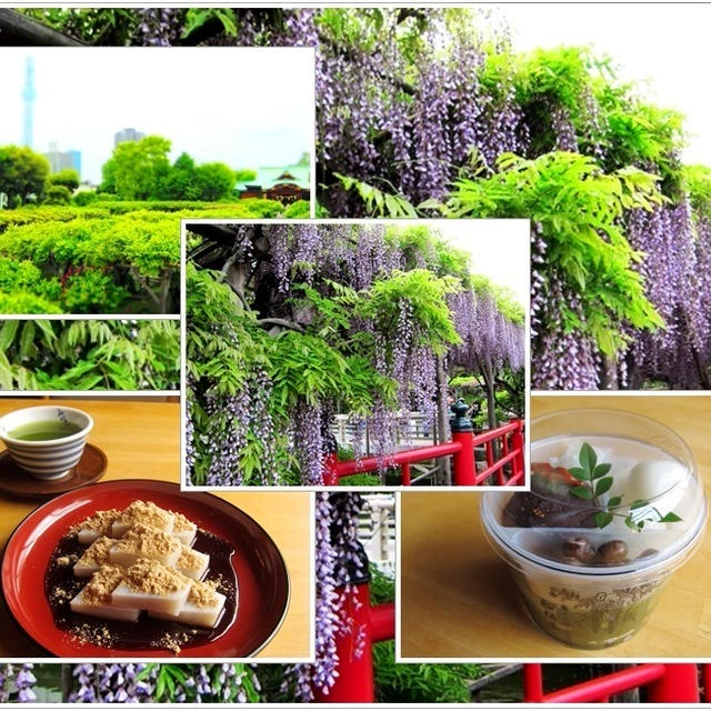 ＧＷおススメ亀戸天神藤まつり＆元祖くず餅の船橋屋本店