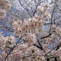 春ですね桜満開です