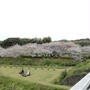 桜2020。会津川沿いに・・・