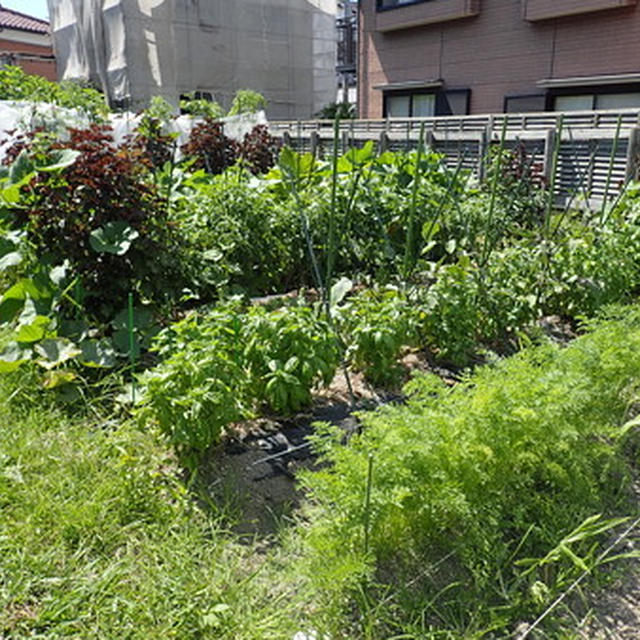 はじめての家庭菜園（８月上旬）☆撤去収穫とお片付け作業
