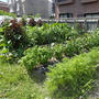 はじめての家庭菜園（８月上旬）☆撤去収穫とお片付け作業