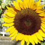 お散歩　＊　黄色の花は元気の出る色～暑い一日