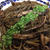 野郎飯流・イカワタとゲソのスパゲッティ 特製セロリソース