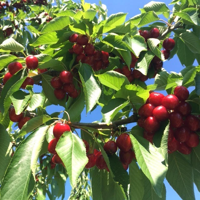 ヴィニョーラのドゥローネ🍒 "Ciliegia Durone Nero di Vignola"