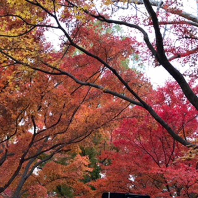 晩秋から初冬の日本＿2019　⑻　ー京都 ⑦ 東福寺・11月27日ー