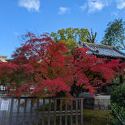 京都で紅葉狩りツアー その２♪