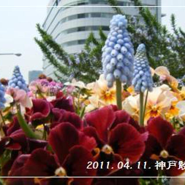 神戸の富沢商店さん　と　元町散歩