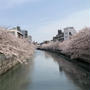 今年の桜