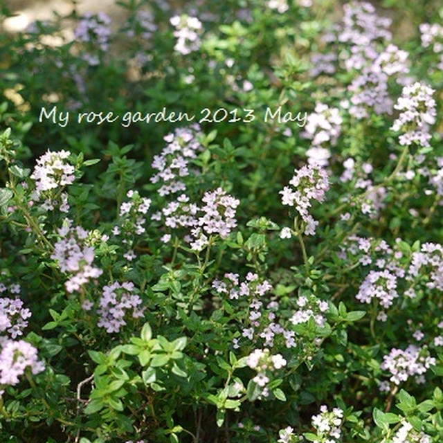 5月のrose garden　〜English Roseたち〜