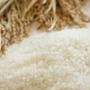 お米に含まれているタンパク質を調べてみたら面白かった！