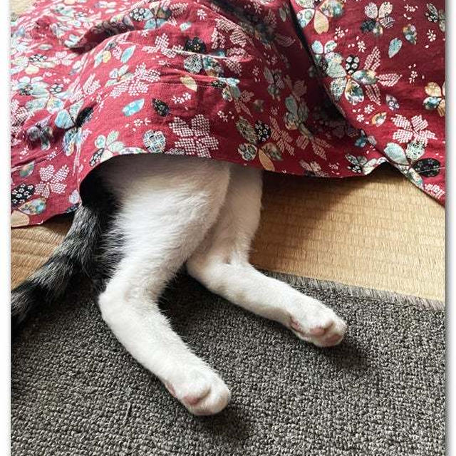 胴体かくして脚しっぽ隠さず byてん