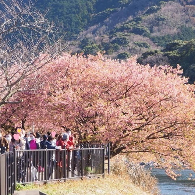 【有休消化中】ちょっとひとっ走りdeお花見