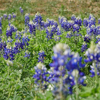 Bluebonnets + Save the World Brewing in Marble Falls,TX